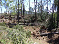 Arboles caídos